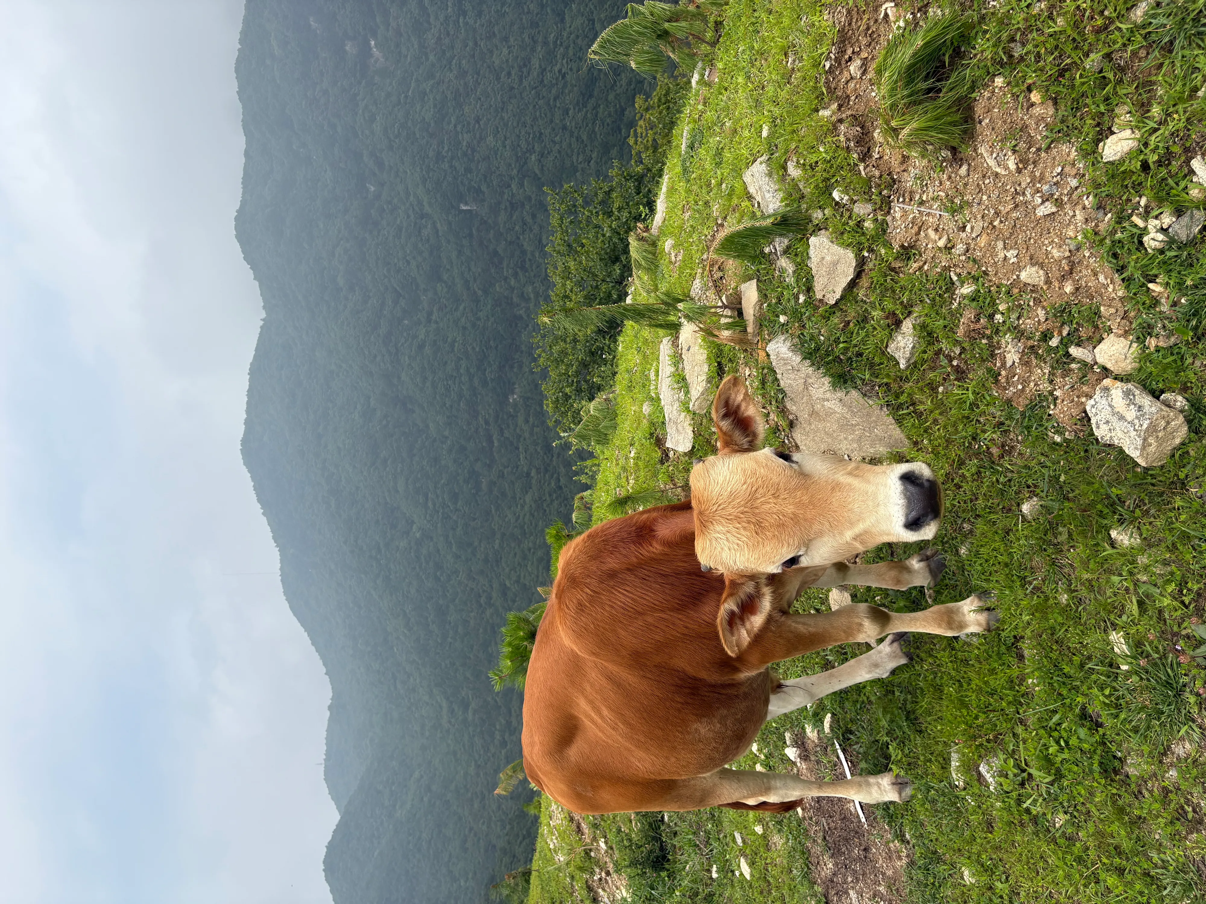 大别山的小牛